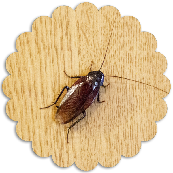 ゴキブリ1匹でも駆除